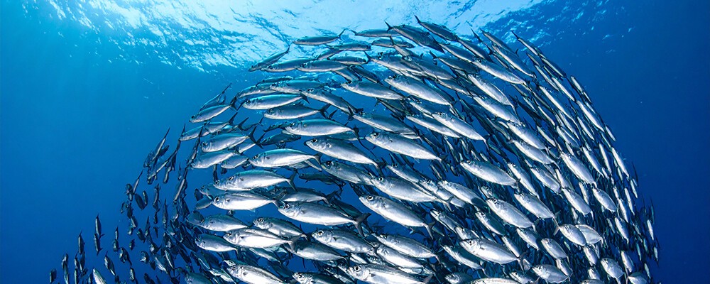 Ein Fisch-Schwarm von silbrigen Fischen im Meer