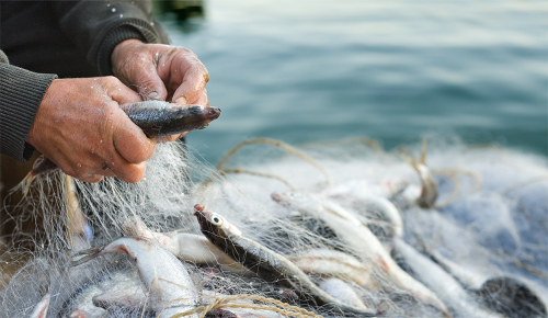 Ein Fischer mit einem Netz voller Fische in den Händen