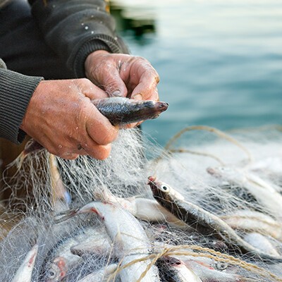 Ein Fischer mit einem Netz voller Fische in den Händen