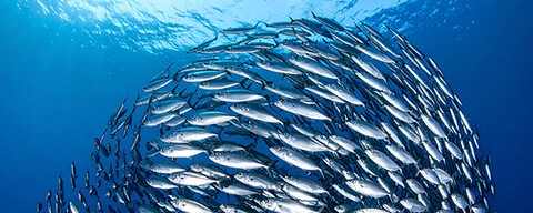 Ein Fisch-Schwarm von silbrigen Fischen im Meer