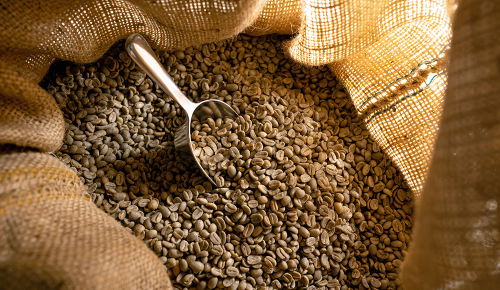 Rohe Kaffeebohnen in einem Kaffeesack mit einer Schaufel