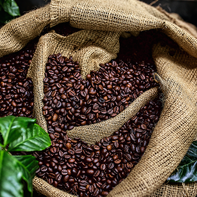 Ein offener Kaffeesack voller Kaffeebohnen inmitten von Kaffeepflanzen