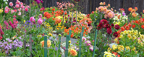 Viele verschiedene blühende Blumen und Kräuter in einem Beet