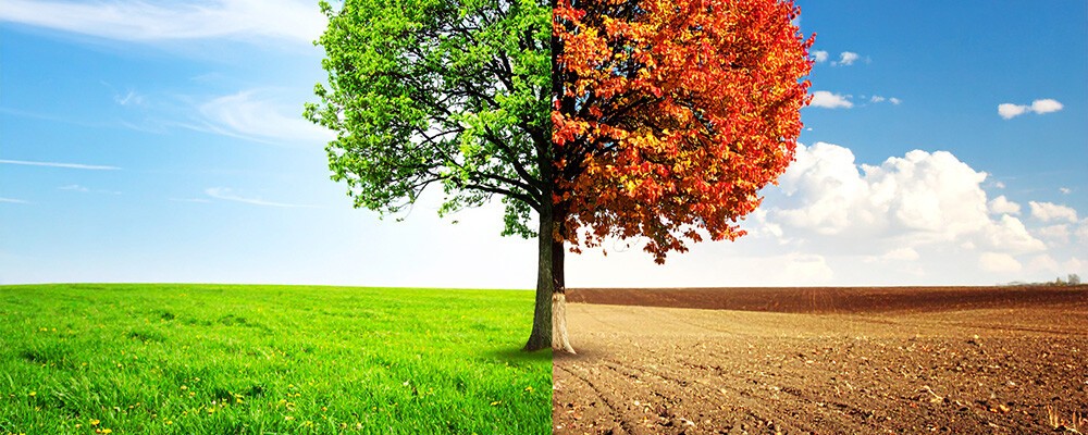 Halbiertes Bild einer Landschaft in dem die linke Seite den Sommer und die rechte Seite den Herbst zeigt