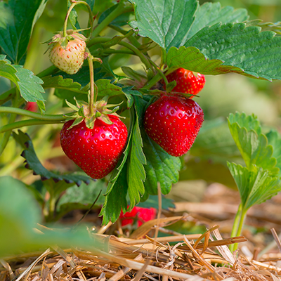 Mehrere reife, rote Erdbeeren an einer Erdbeerpflanze