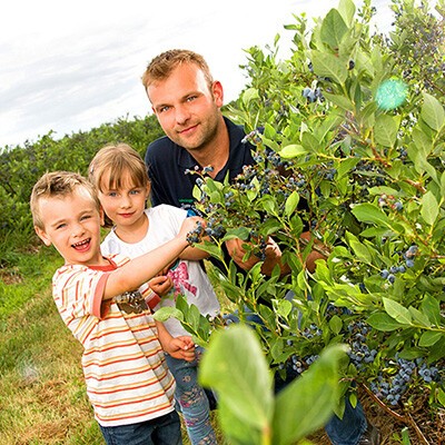 Kinder und ein Mann beim Pflücken von Heidelbeeren