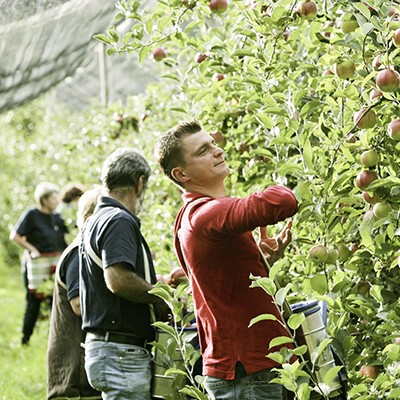 Mehrere Mitarbeiter:innen von Obstbau Pölzer bem Ernten