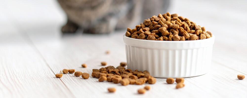 Trockenfutter in einem weißen Futternapf aus Keramik
