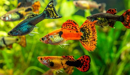 Mehrere bunte Guppys in einem Aquarium mit verschiedenen Wasserpflanzen