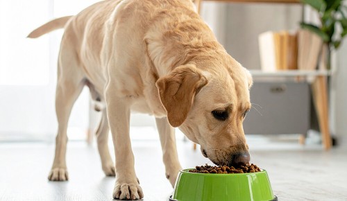 Ein goldener Labrador frisst Trockenfutter aus einem grünen Napf