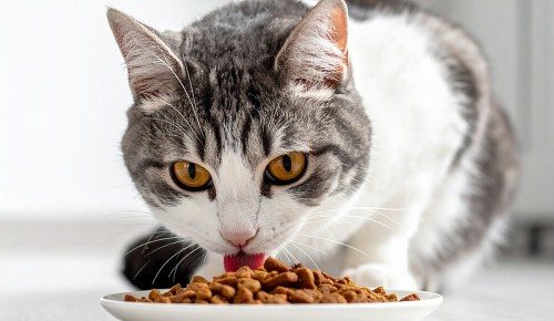 Eine grau-weiß getigerte Katze frisst Trockenfutter von einem weißen Schälchen