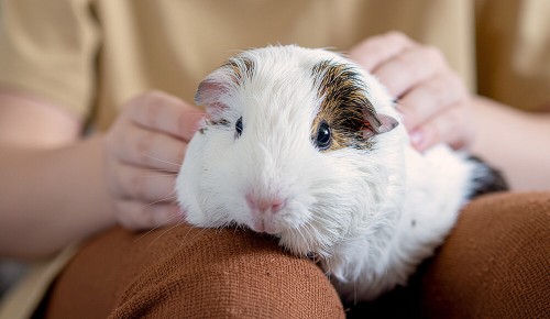 Ein weiß-braunes Meerschweinchen auf dem Schoß eines Kindes