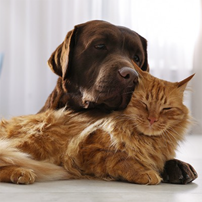 Ein brauner Labrador und eine orange Maincoon beim gemeinsamen Kuscheln