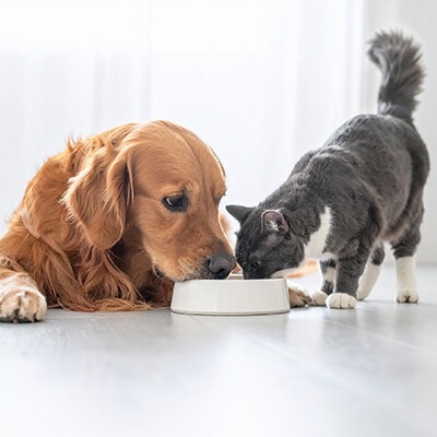 Eine grau-weiße Hauskatze und ein goldener Retriever beim Fressen aus einem Napf