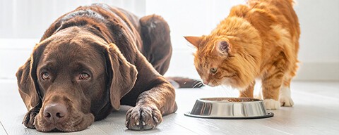 Ein großer brauner Labrador liegt neben einer fressenden orangen Katze auf dem Boden