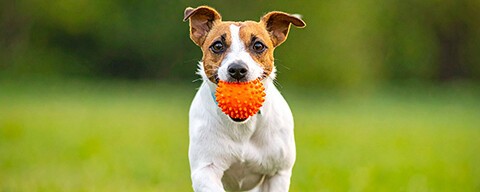 Ein braun-weißer Terrier rennt mit einem orangen Ball im Maul über eine Wiese