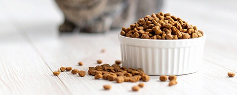 Trockenfutter in einem weißen Futternapf aus Keramik
