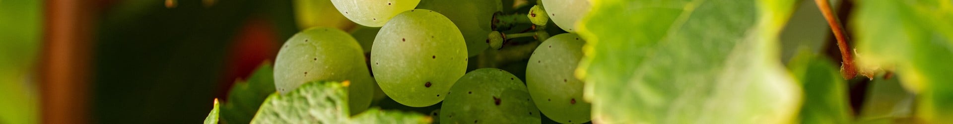 Grüne Weintrauben an einem Weinreben im Sonnenschein