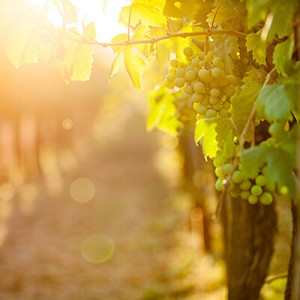 Weintrauben an einem Weinreben in einem sonnigen Weingarten