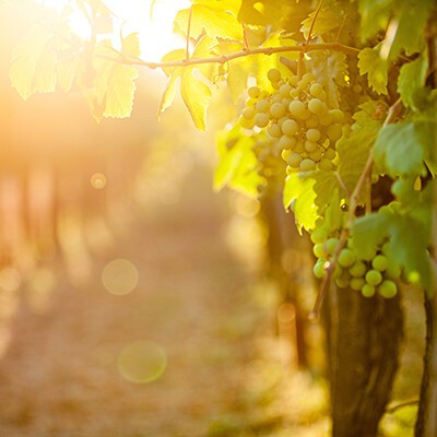 Weintrauben an einem Weinreben in einem sonnigen Weingarten