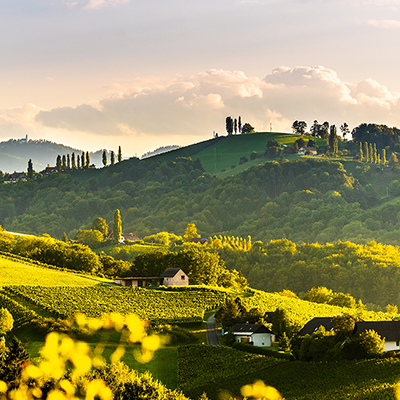 Weinreben in einem Weinbaugebiet in der Südsteiermark im Sonnenuntergang