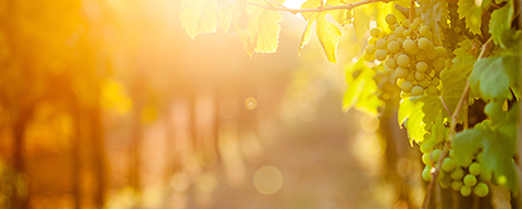 Ein Weingarten im Licht der untergehenden Sonne