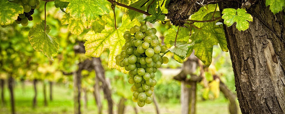 Grüne Weintrauben an Weinreben im Sonnenschein