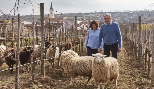 Die Besitzer vom Weingut Steininger spazieren mit Schafen durch einen Weingarten