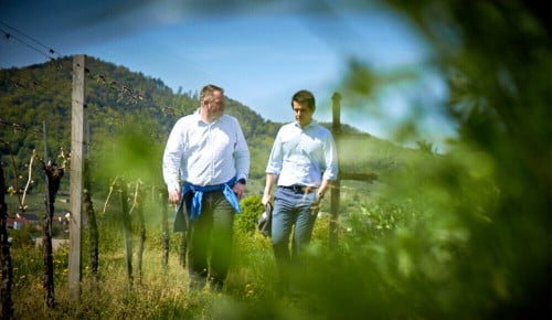 Winzer der Domäne Wachau beim Spazieren durch einen Weingarten