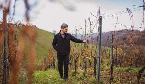 Winzer vom Winzertalk Polz beim Spazieren durch einen Weingarten