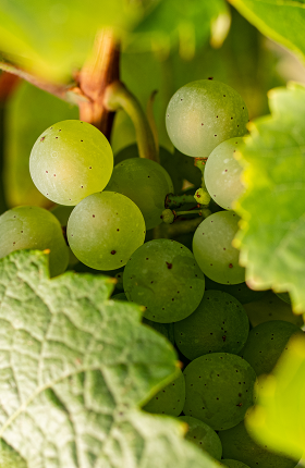 Reife, grüne Weintrauben auf einem Weinreben
