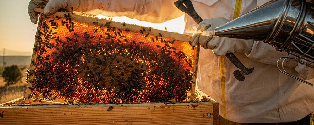Lokalität Bienen Honig Imker
