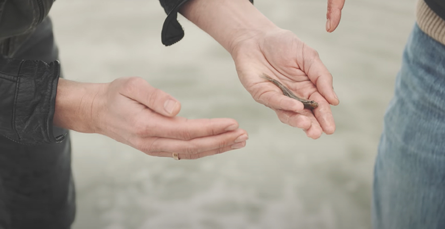 Ein Mini-Fisch in einer Hand