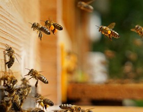 Lokalität Bienen Honig Imker