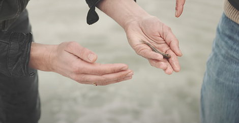 Ein Mini-Fisch in einer Hand