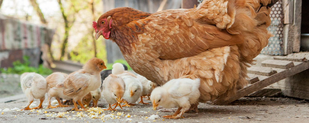 Von dahoam das Beste zu jeder Jahreszeit Ein Huhn mit mehreren Küken