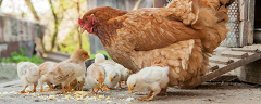 Ein Huhn mit mehreren Küken