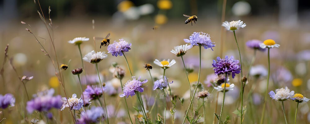 Eine Blumenwiese im Sonnenschein, sommerliche Stimmung