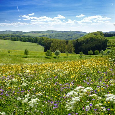 Eine Blumenwiese im Sonnenschein, sommerliche Stimmung