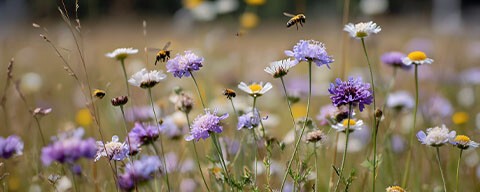 Eine Blumenwiese im Sonnenschein, sommerliche Stimmung