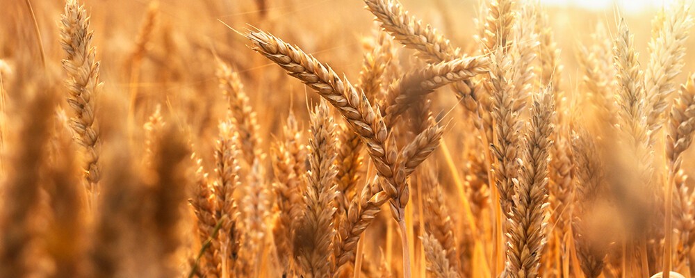 Header Lokalität generisch