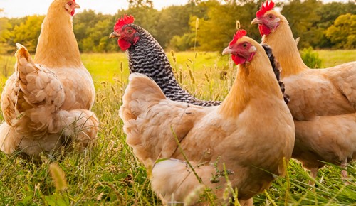 Header Lokalität generisch