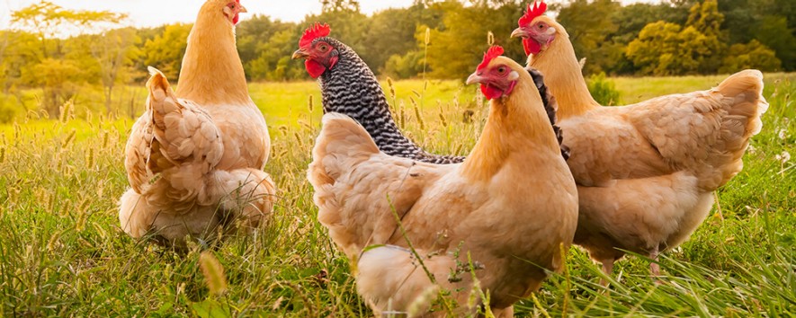 Header Lokalität generisch