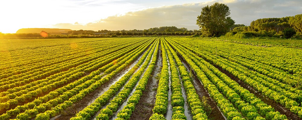 Header Lokalität generisch
