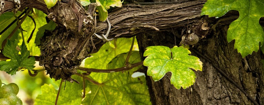Lokalität Wein Header generisch