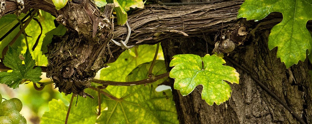 Lokalität Wein Header generisch