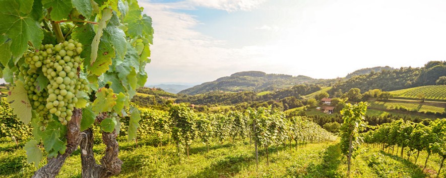 Lokalität Wein Header generisch