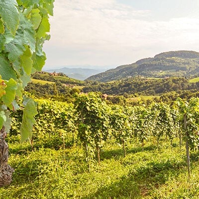 Lokalität Wein Header generisch