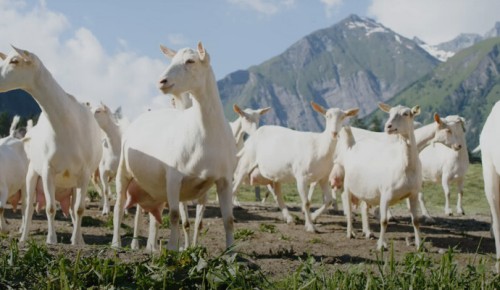 Eine Herde Ziegen vom steirischen INTERSPAR-Käseproduzenten Figerhof