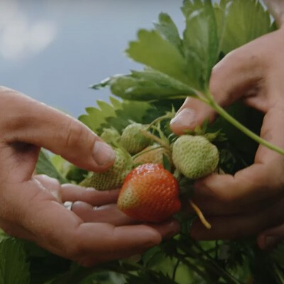 Von dahoam das Beste Mairs Beerengarten